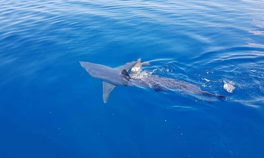 Sharks in Cyprus