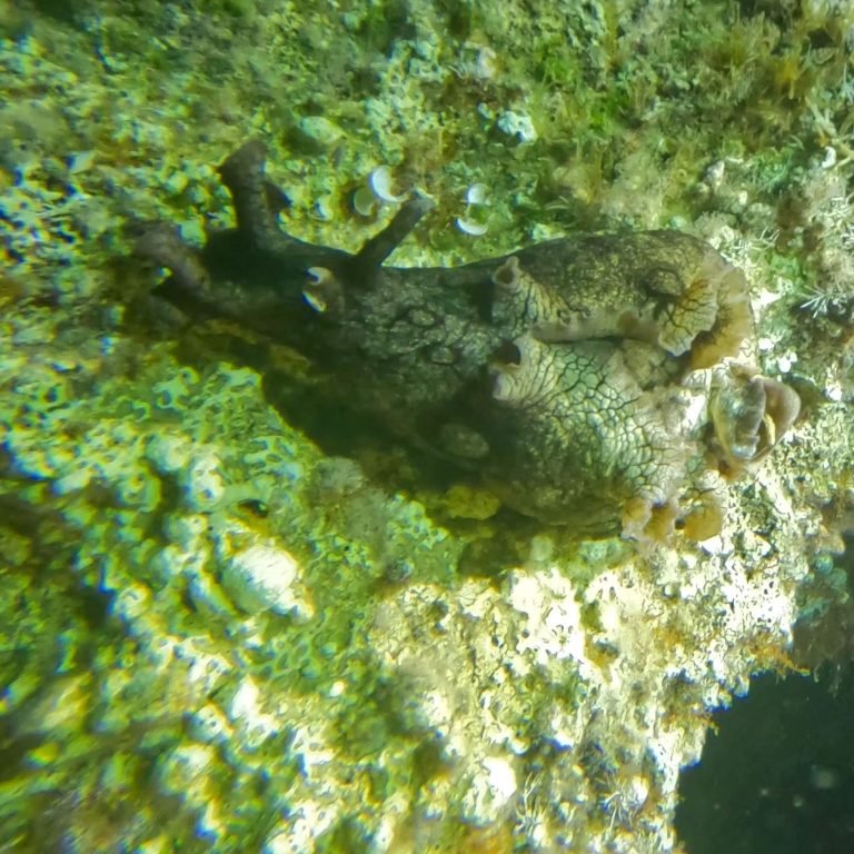 Night Diving in Cyprus