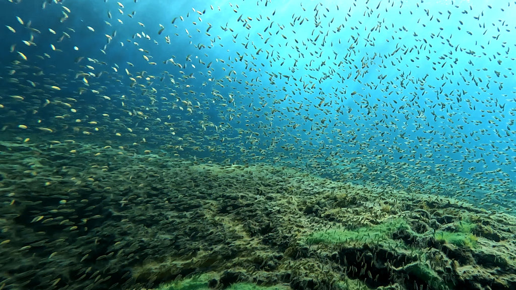 Scuba Diving in Paphos