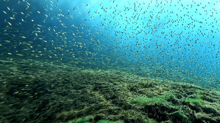 Scuba Diving in Paphos